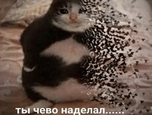 животное кошки малого и среднего размера кошка