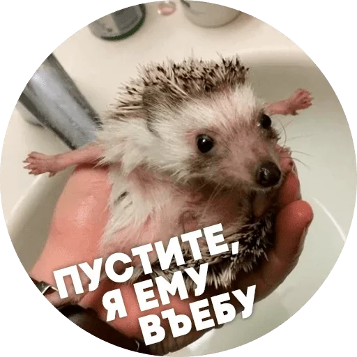 animal mammal hedgehog