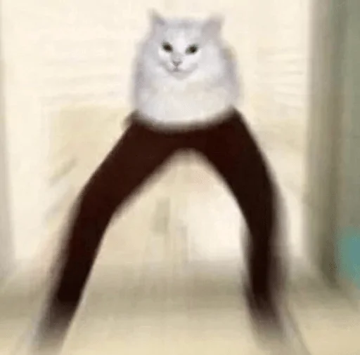 small to medium-sized cats domestic cat cat