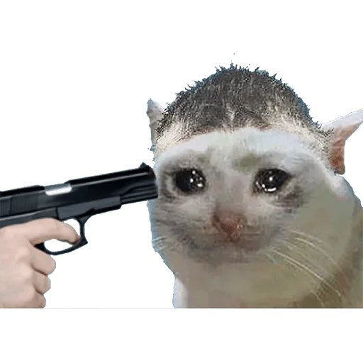 кошка оружие кошки малого и среднего размера