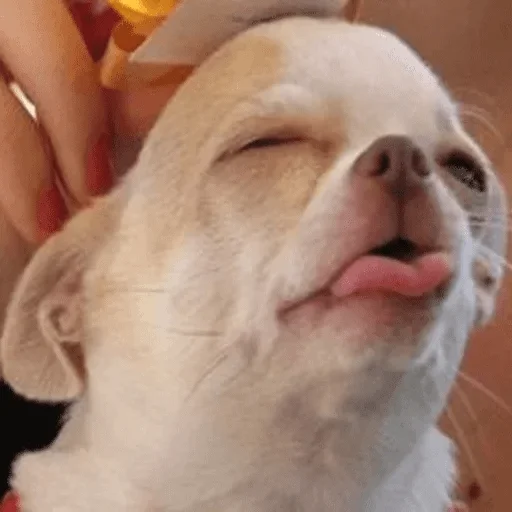 домашнее животное млекопитающее порода собак