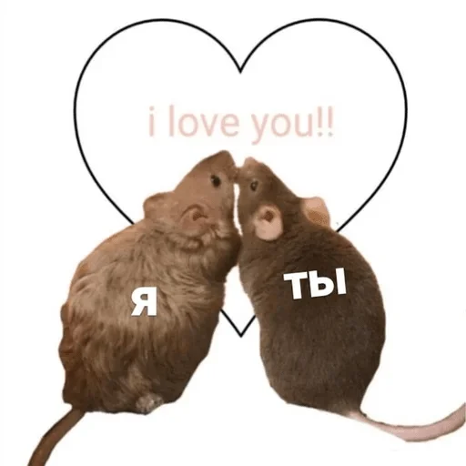 млекопитающее грызун животное