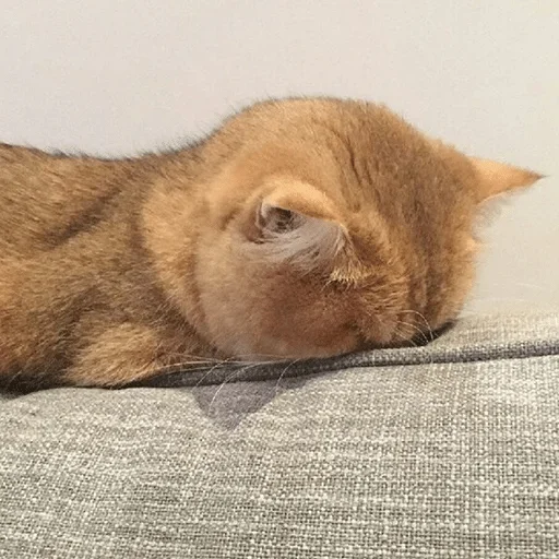 животное млекопитающее кошки малого и среднего размера