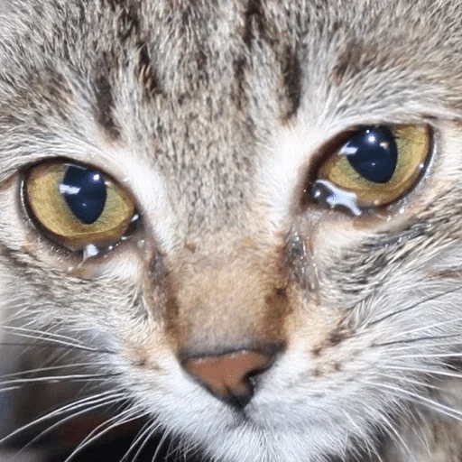 животное млекопитающее кошка