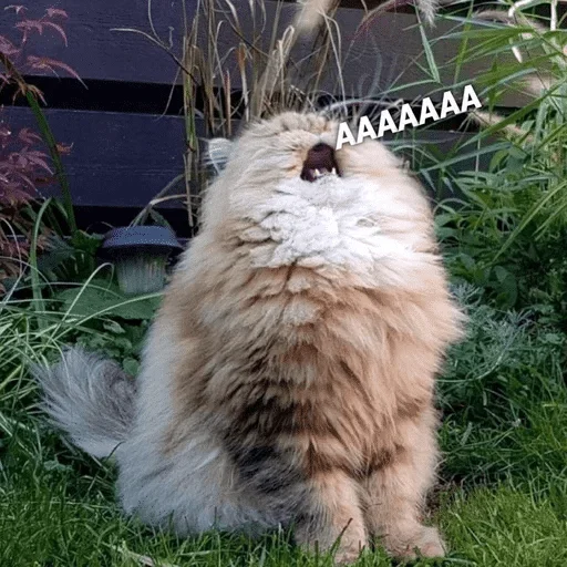 животное млекопитающее трава