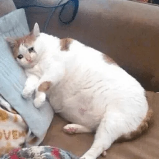 животное кошка домашняя кошка