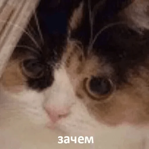 so_only_memes — @stckrRobot - 