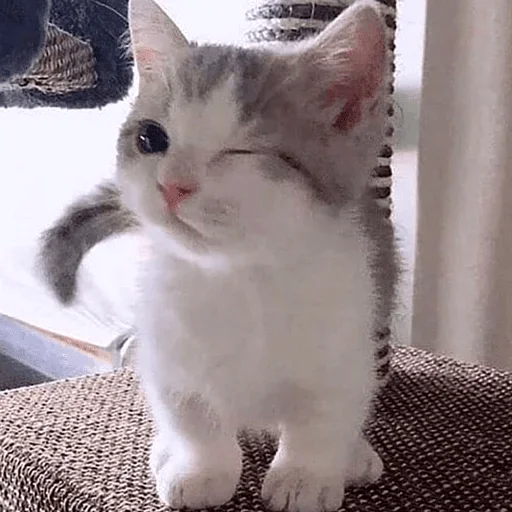 млекопитающее кошка животное