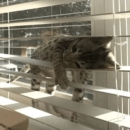 cats cats cats — @stckrRobot - кошки малого и среднего размера