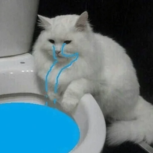 кошка животное ванная