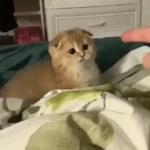 комнатный кошки малого и среднего размера кошачьи