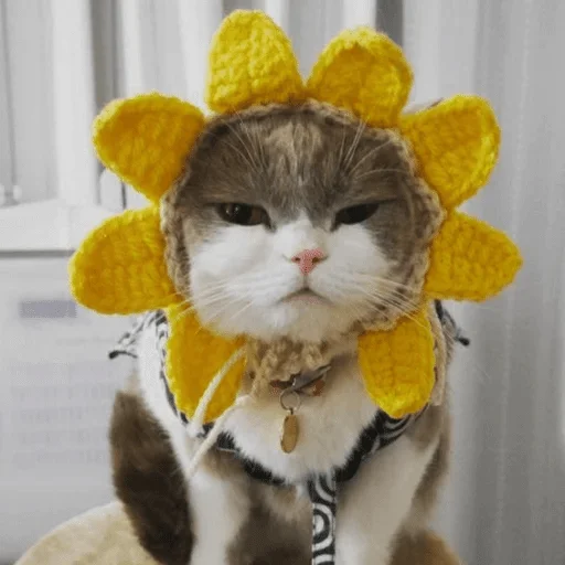 животное комнатный кошки малого и среднего размера