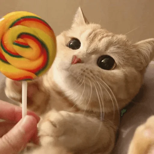 пища конфета кошка