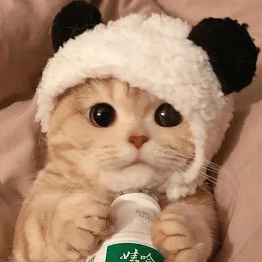 мех комнатный бутылка