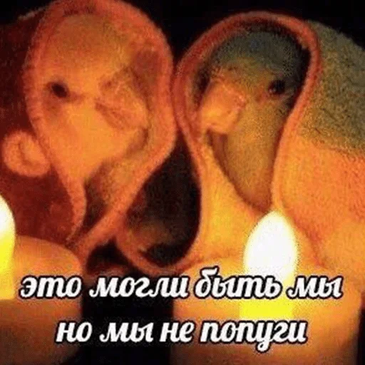 text candle animal
