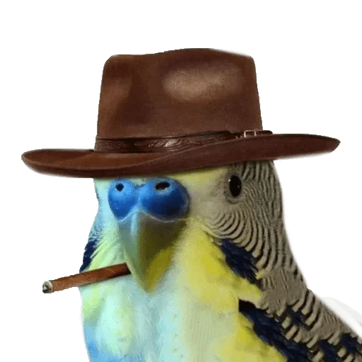 bird sun hat cowboy hat