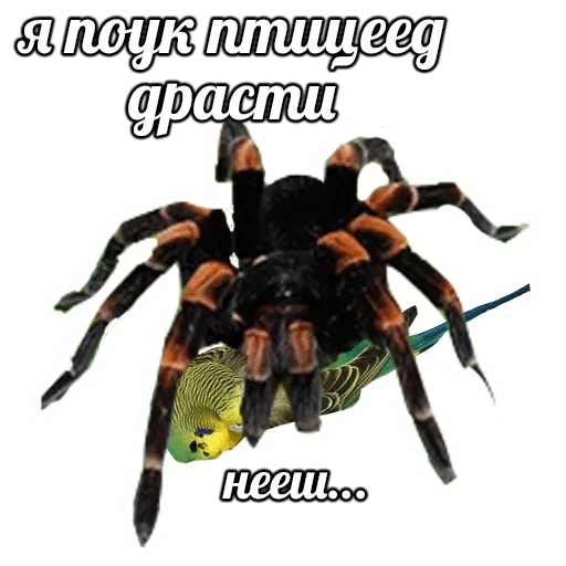 invertebrate text animal