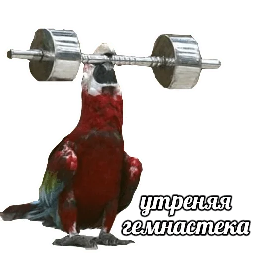sport barbell dumbbell