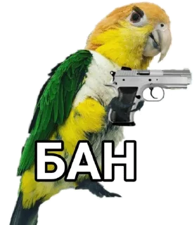 Папуги — @stckrRobot - bird