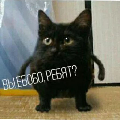 кошки малого и среднего размера СМС млекопитающее