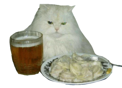 кошка пиво стол