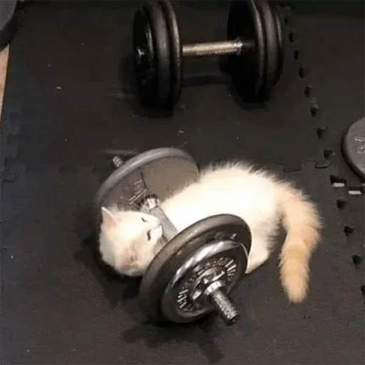 sport weights exercise equipment