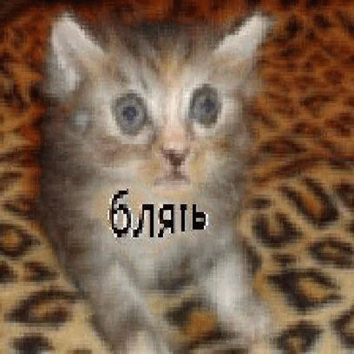 СМС кошка животное