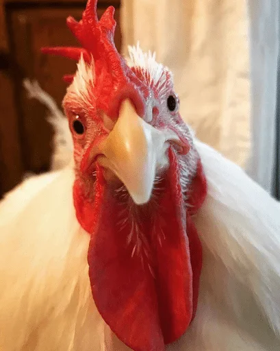 птица животное галловая птица