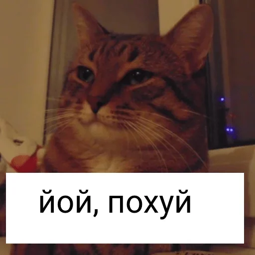 кошка животное кошки малого и среднего размера