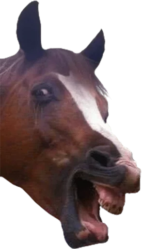 животное млекопитающее рыло