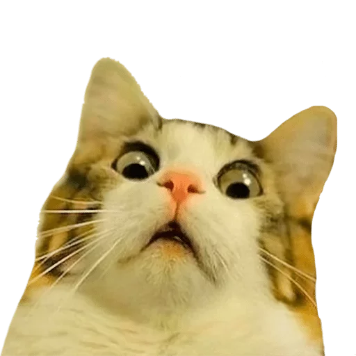 Стикер Мои стикеры - мест хэв — @stckrRobot - 11