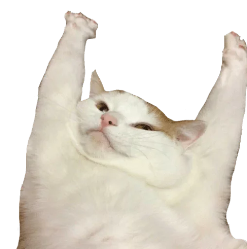 Стикер Мои стикеры - мест хэв — @stckrRobot - 2