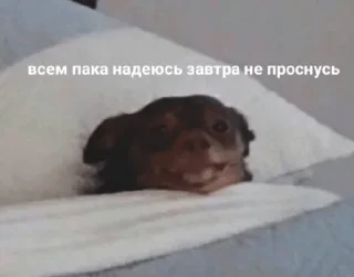 точно останній sukarab — @stckrRobot - human face