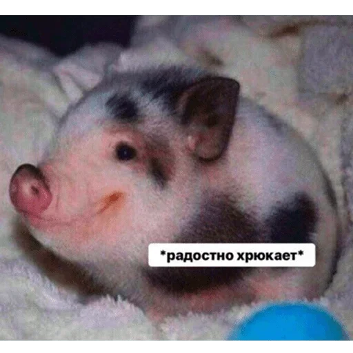 млекопитающее животное хомяк