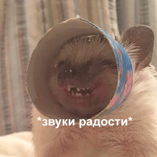 кошка мех животное