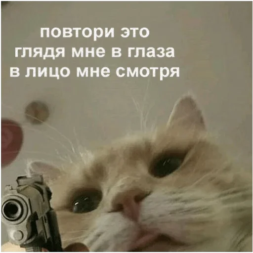 кошки малого и среднего размера кошачьи млекопитающее