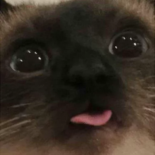 Sticker Твои стикеры — @stckrRobot - 5