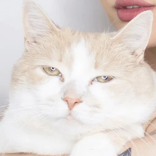 Sticker единорожьи слабости 2.0 — @stckrRobot - 7