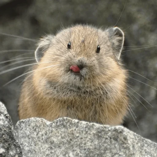 Sticker Галоша — @stckrRobot - 7