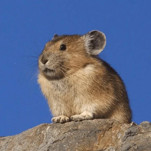 Sticker Галоша — @stckrRobot - 1