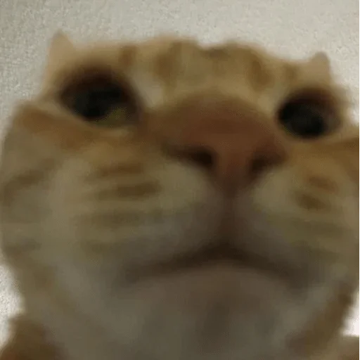 Sticker Галоша — @stckrRobot - 0