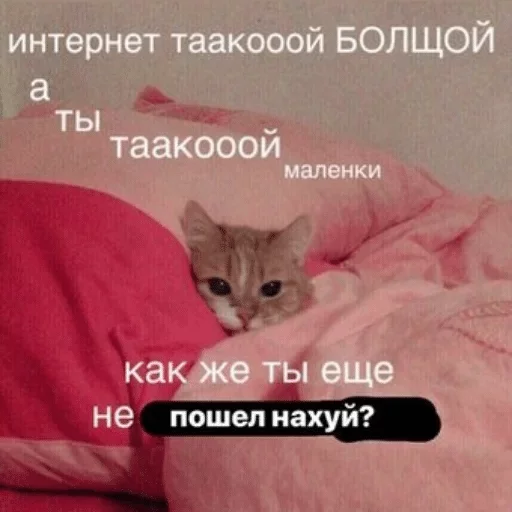 text bed small to medium-sized cats