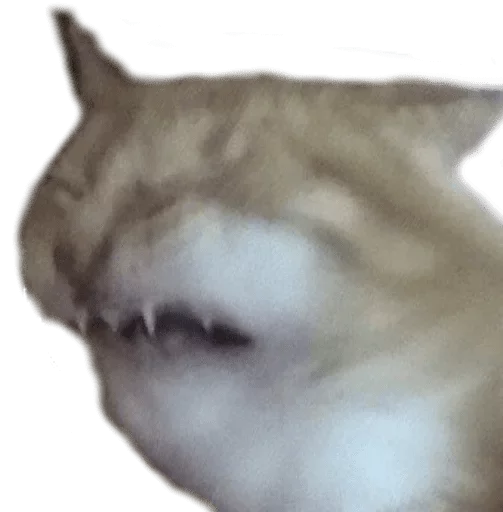 животное кошка млекопитающее