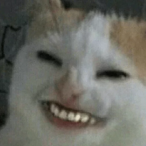 animal mammal small to medium-sized cats