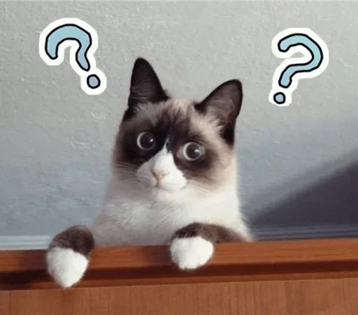 кошка кошки малого и среднего размера животное