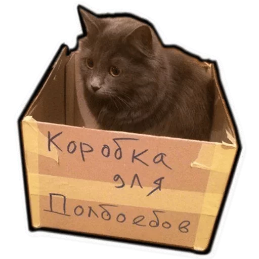 cat animal small to medium-sized cats