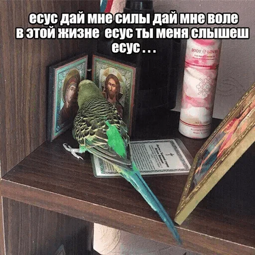 Стикер @ddsbvch bramd mnew — @stckrRobot - 3