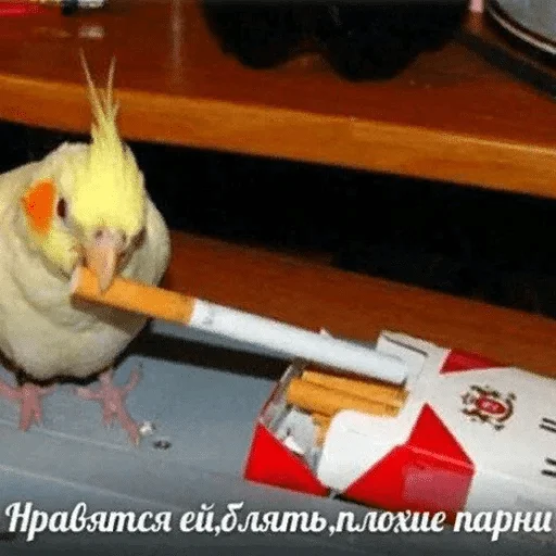 Стикер @ddsbvch bramd mnew — @stckrRobot - 2