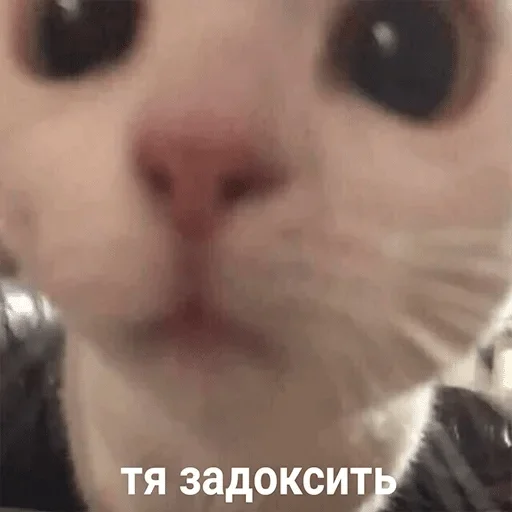 млекопитающее животное кошка