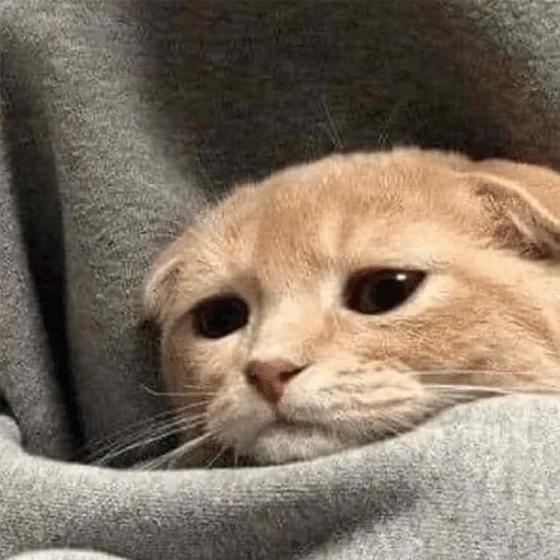 кошка животное млекопитающее